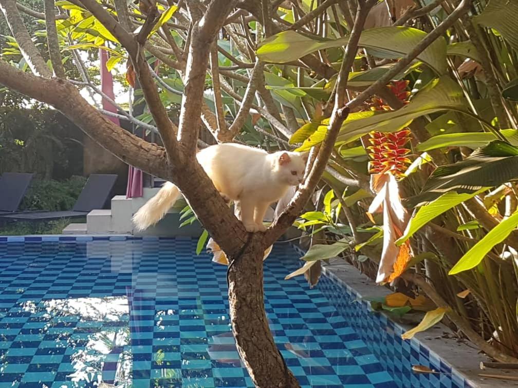 Rosseno Villa Yogyakarta Eksteriør billede